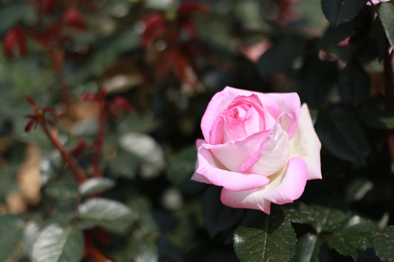 rose  pink roses  flowers free photo