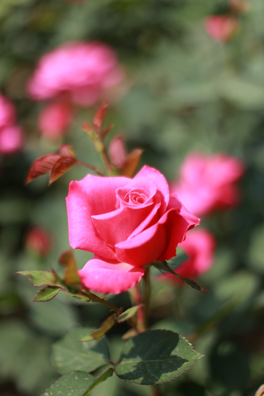 rose  pink roses  flowers free photo