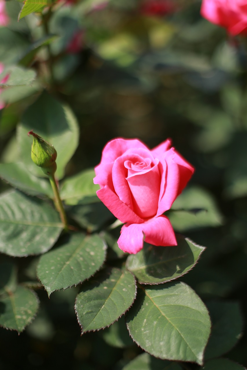 rose  pink roses  flowers free photo