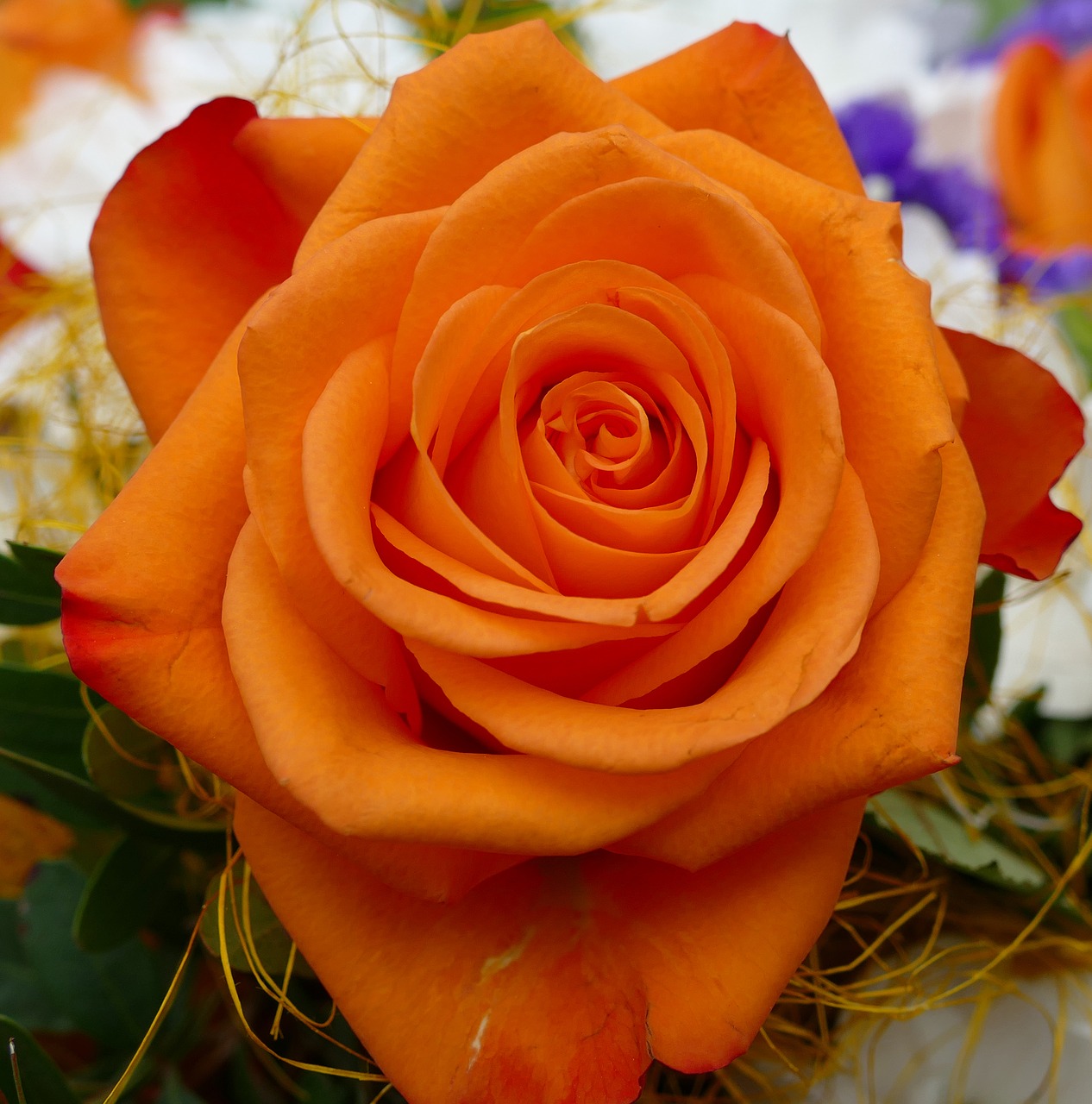 rose  orange blossom free pictures free photo