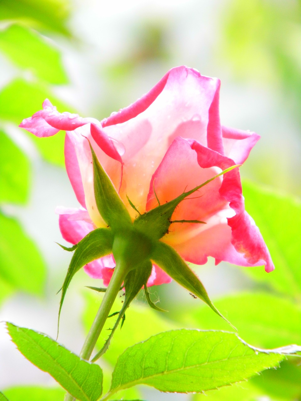 rose  drops  light free photo