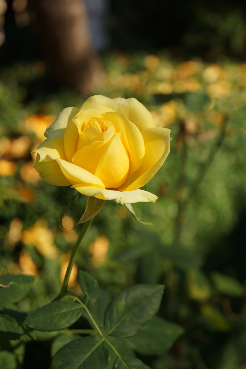 rose  yellow  flower free photo