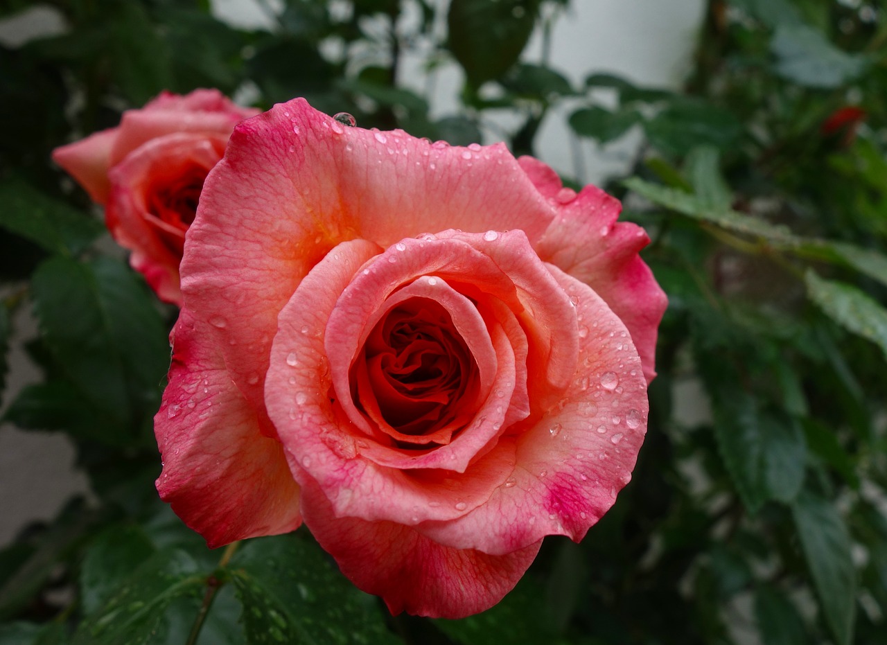 rose  flower  blossom free photo