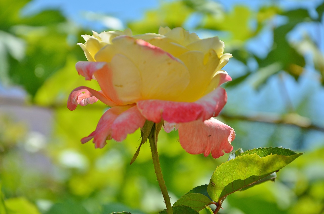 rose  flower  spring free photo