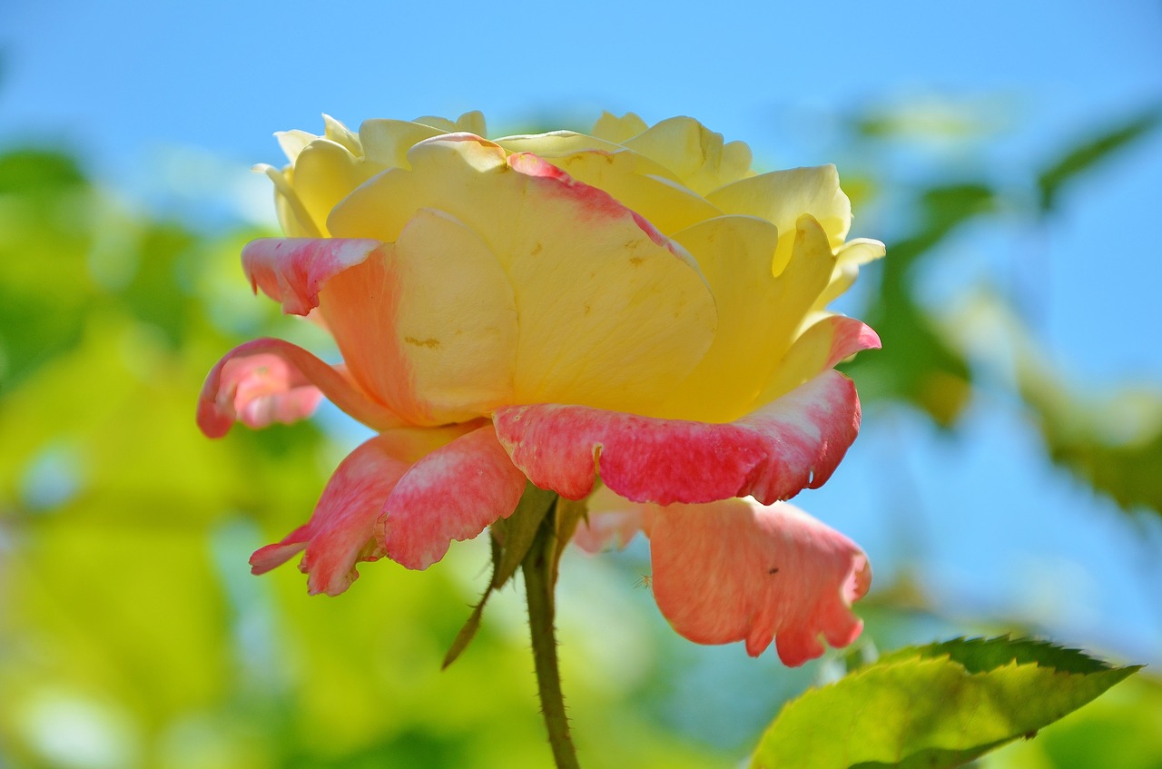 rose  flower  spring free photo