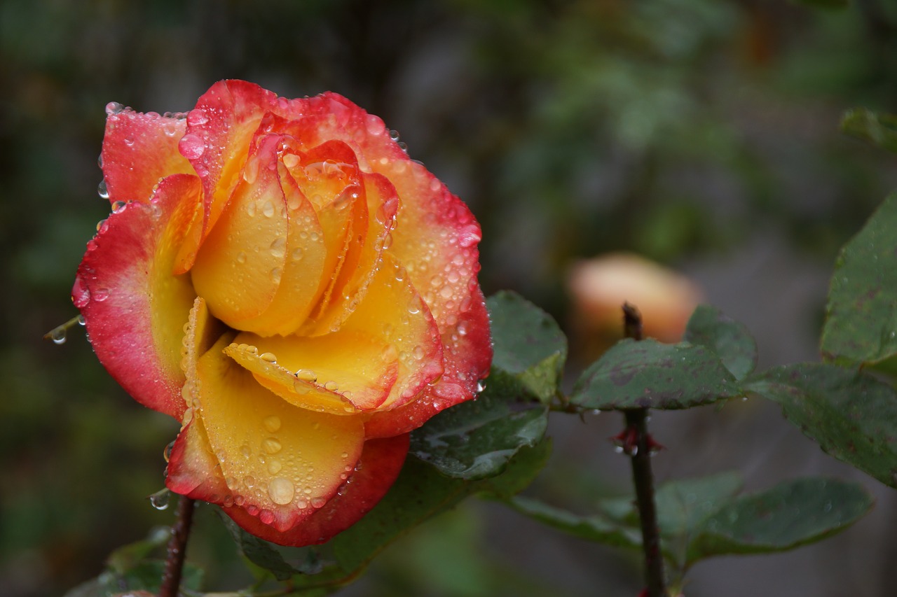 rose  petals  yellow free photo