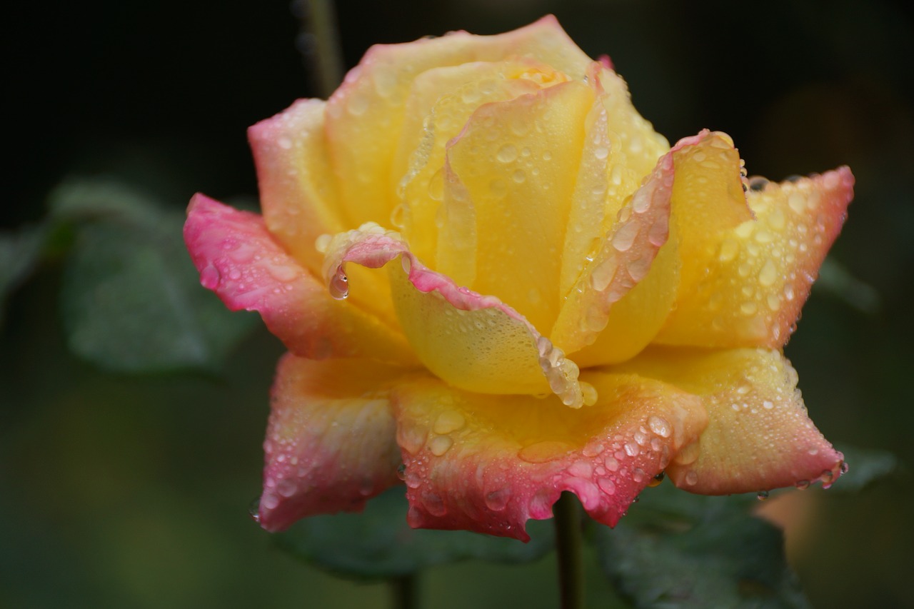 rose  petals  yellow free photo