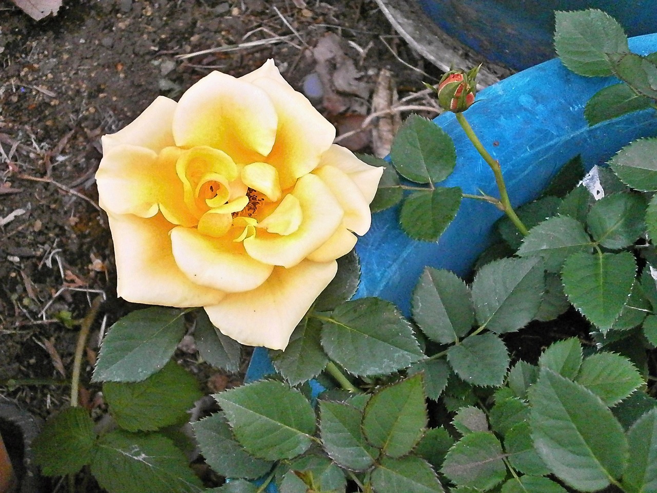 rose yellow flowers potted plants free photo