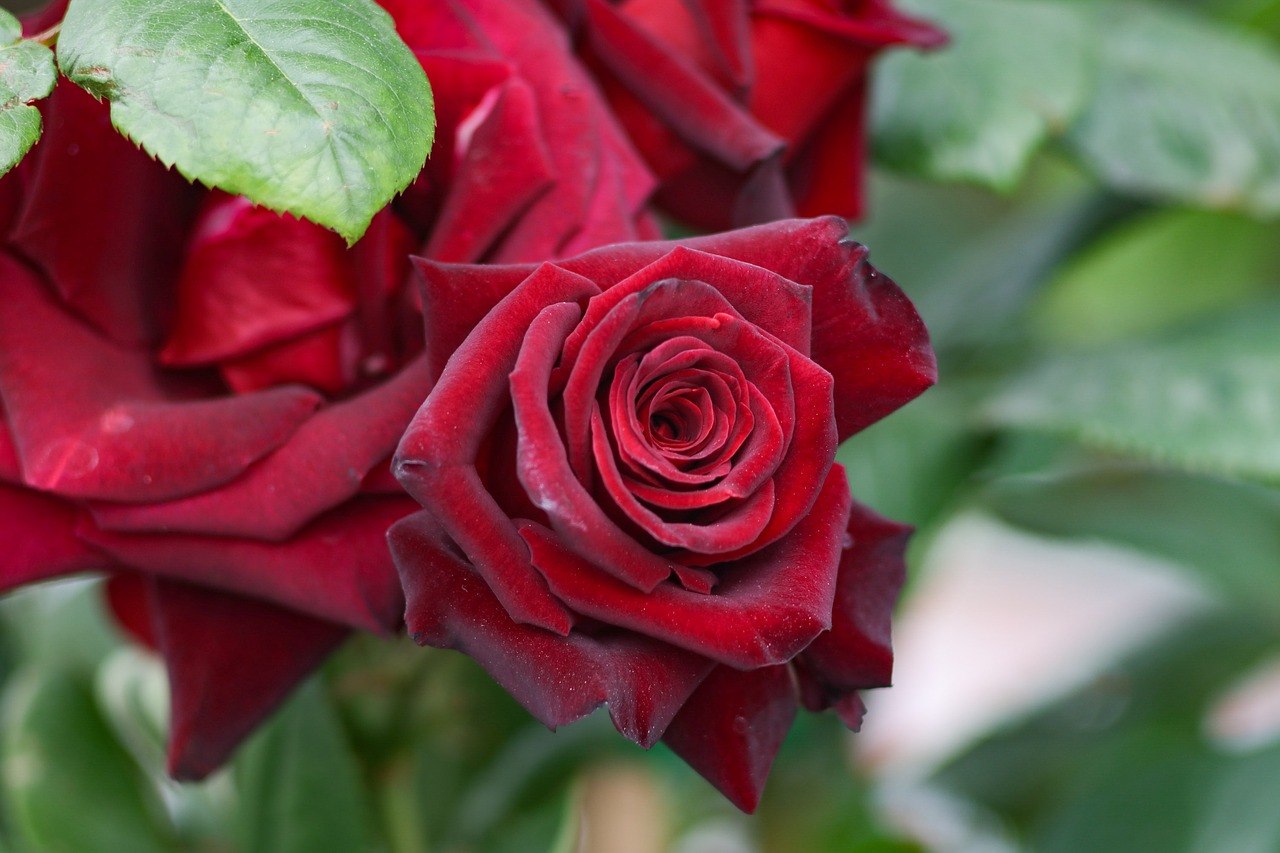 rose  flowers  bouquet free photo