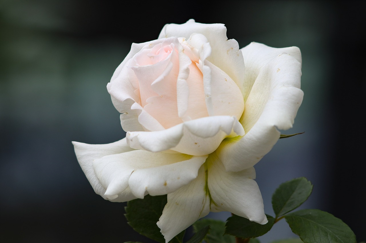 rose  flowers  bouquet free photo