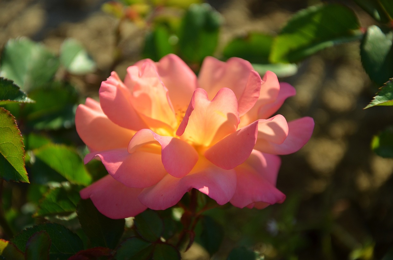 rose  flower  blossom free photo