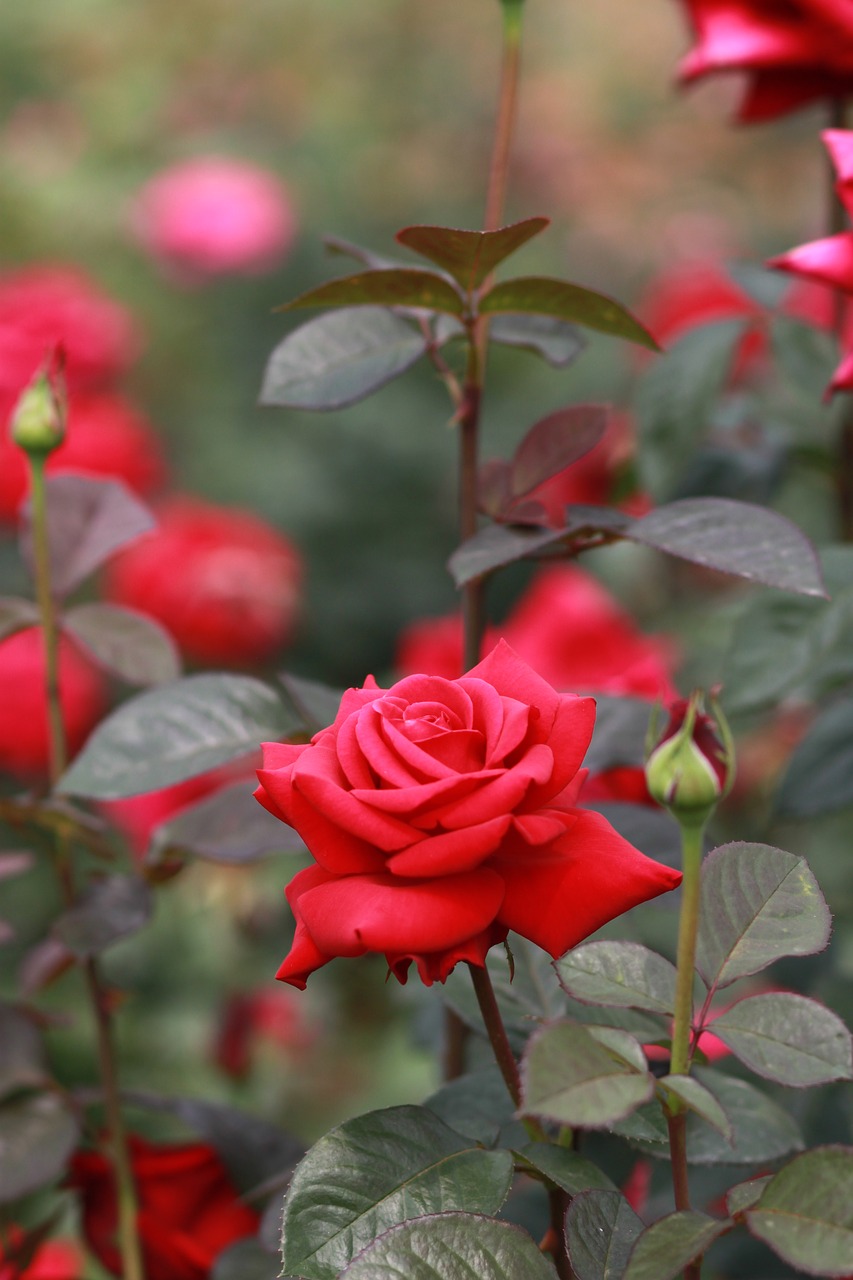 rose  flowers  red rose free photo