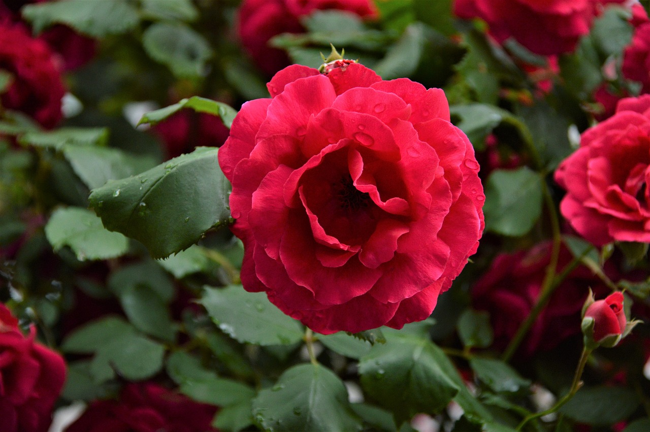 rose  flowers  plants free photo