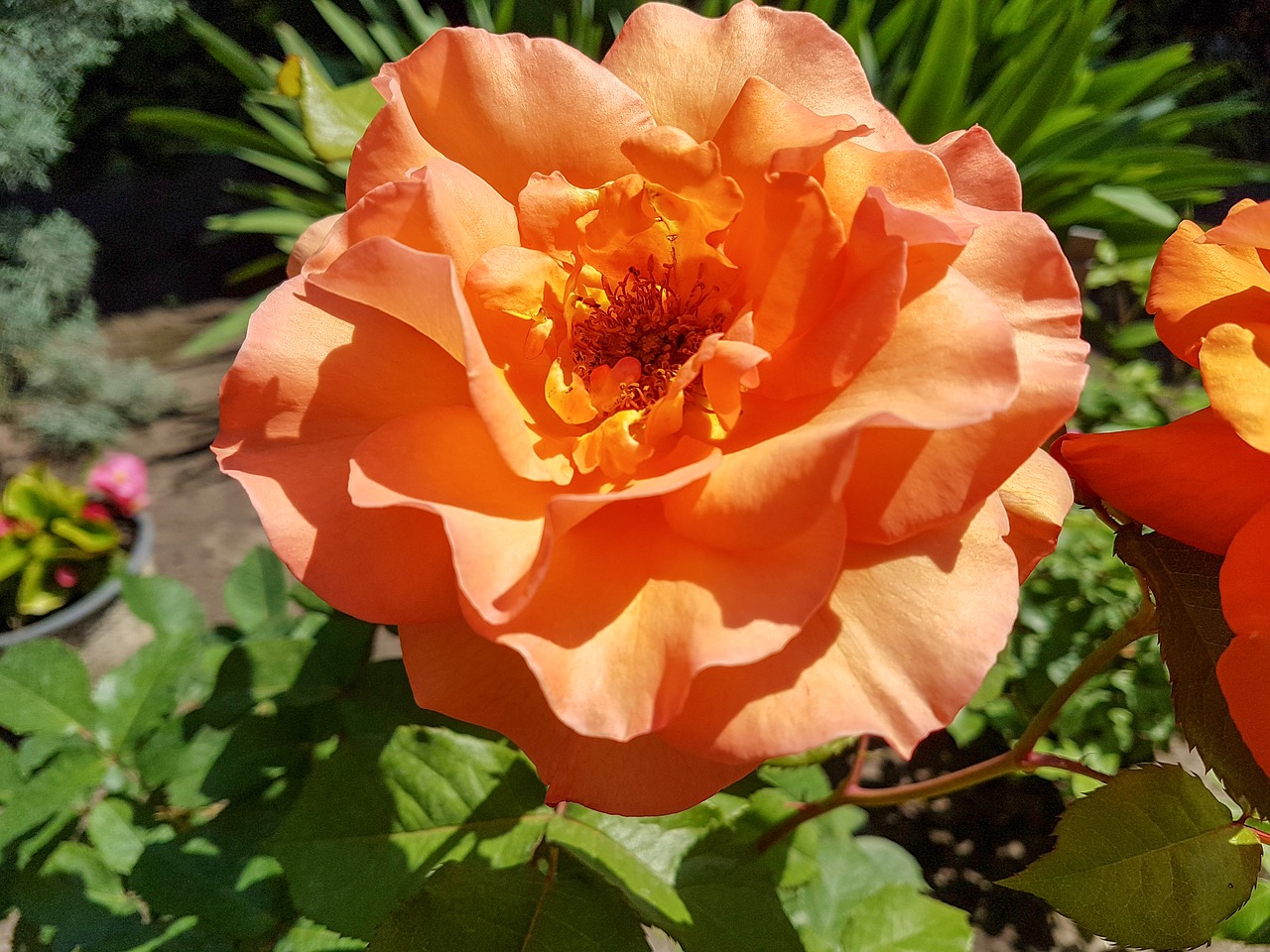 rose  yellow  orange free photo