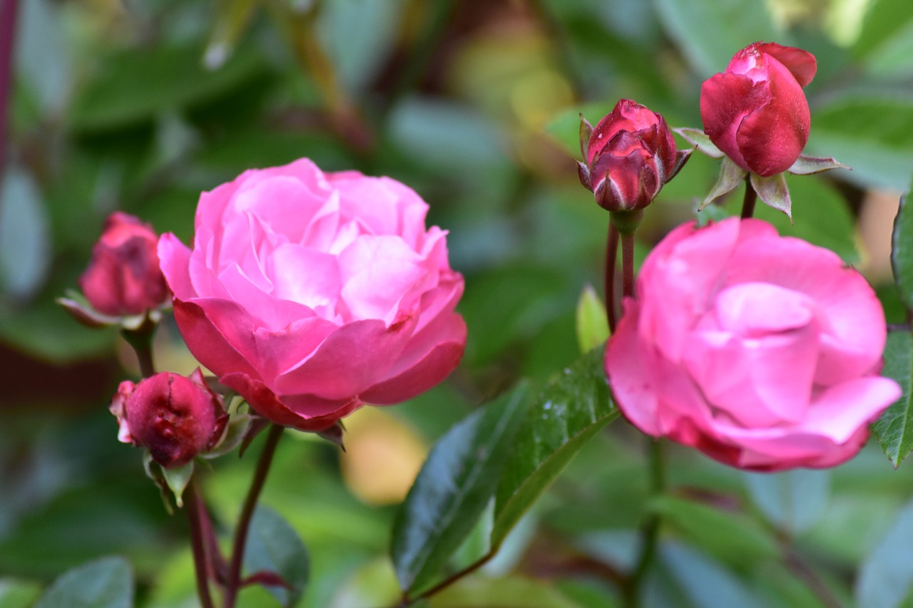 rose  pink  flower free photo