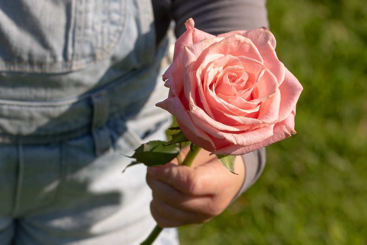 rose  child's hand  thank you free photo