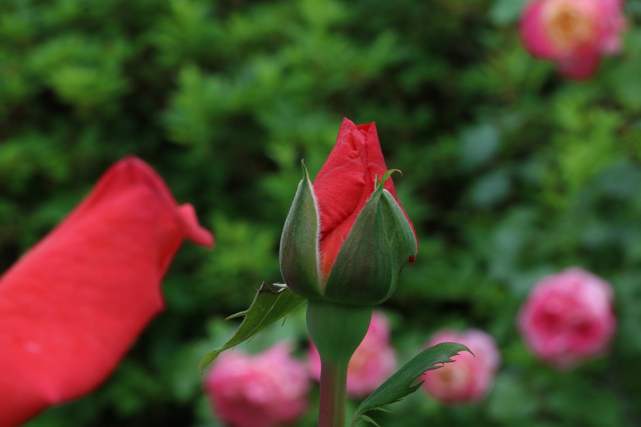 rose  flowers  spring free photo