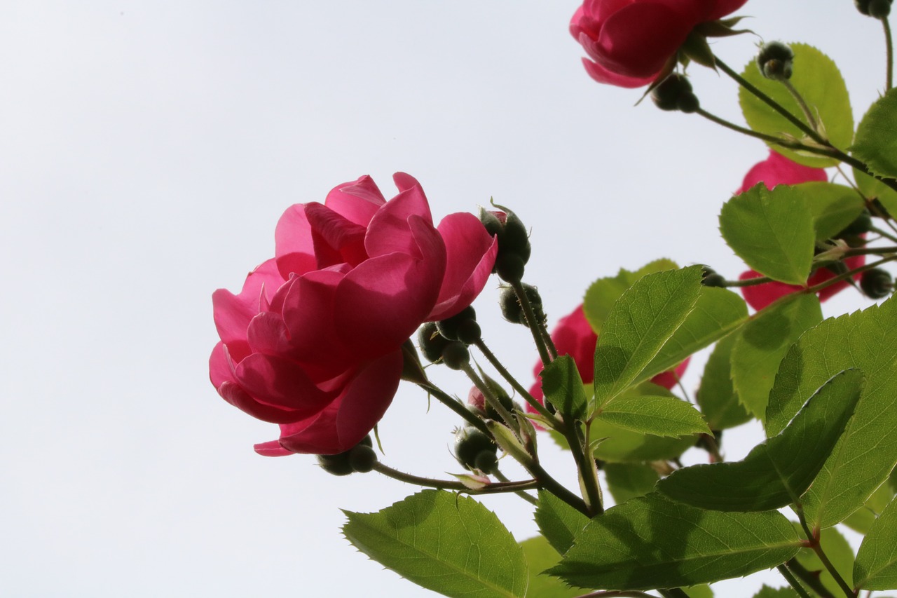 rose  flowers  spring free photo