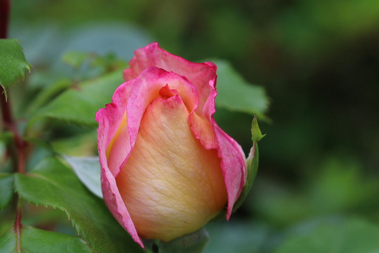 rose  flowers  spring free photo