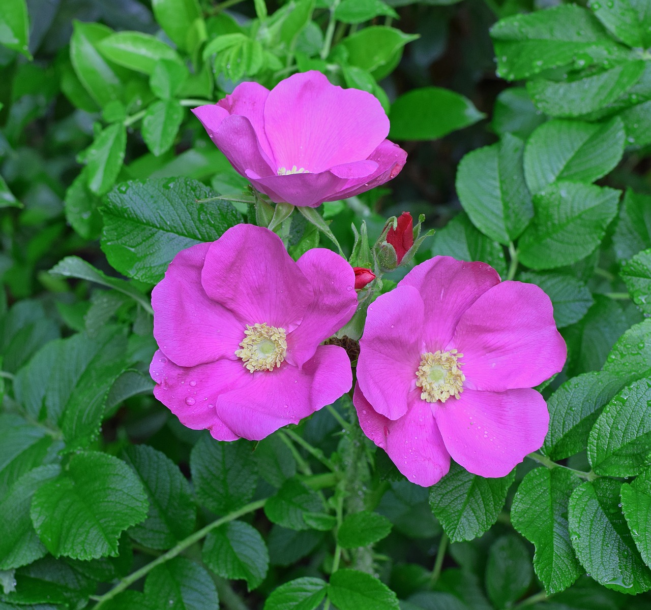 rose  rugosa rose with buds  bud free photo