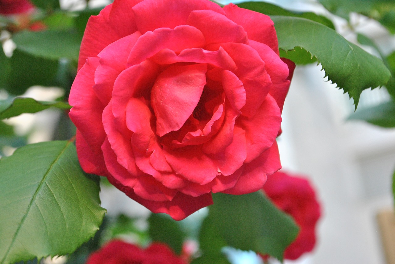 rose  red  red roses free photo