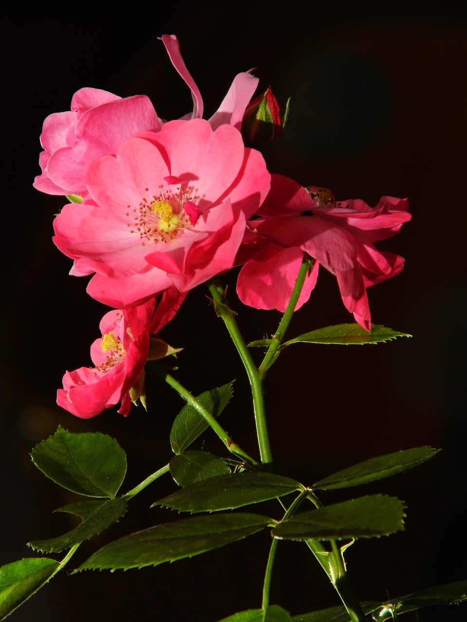 rose  bud  foliage free photo