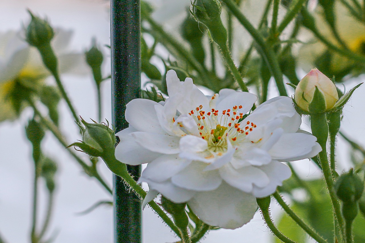 rose  white rose  flowers free photo