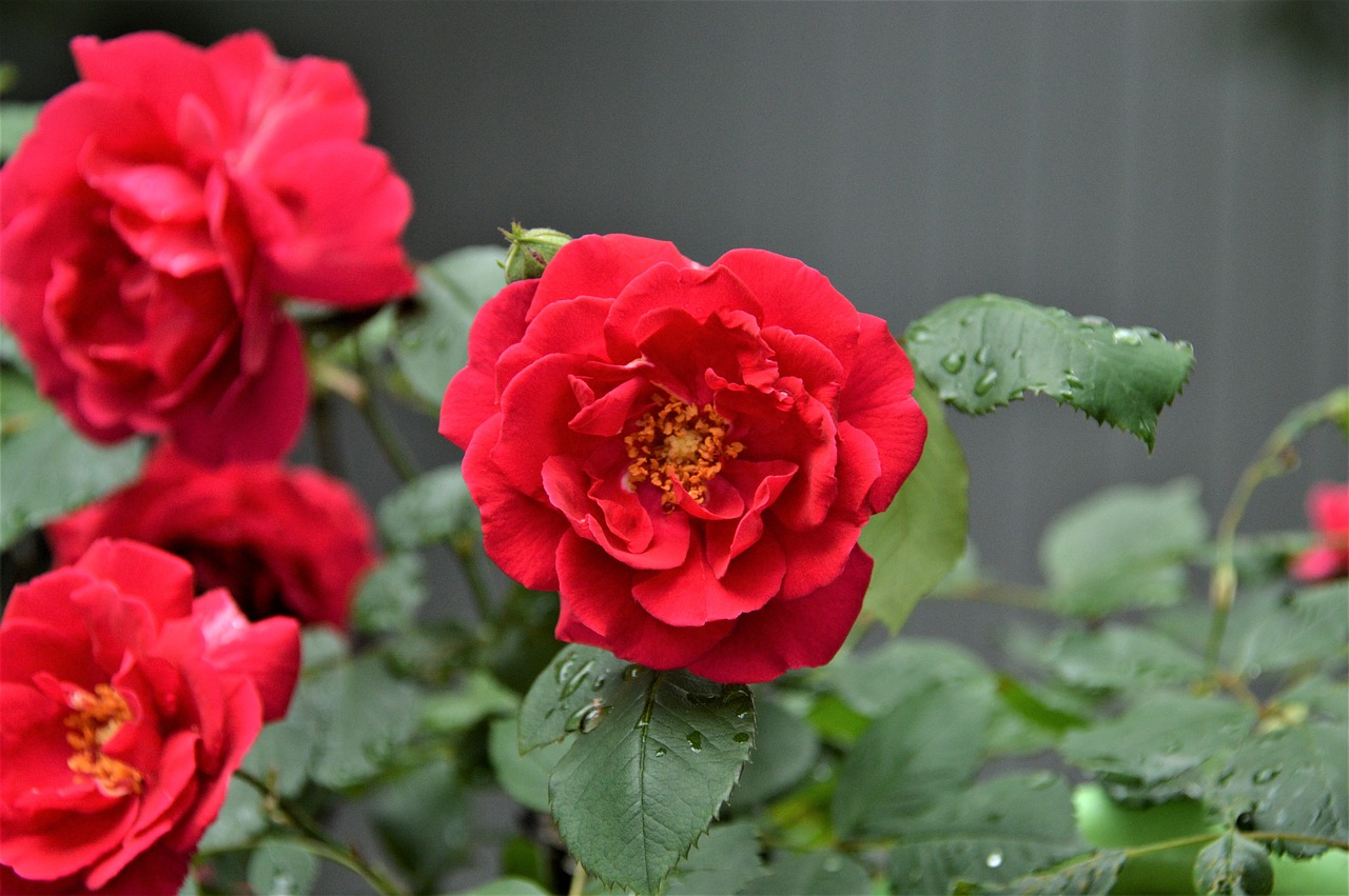 rose  plants  flowers free photo