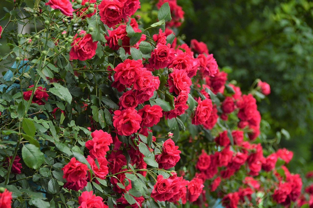 rose  flowers  beautiful free photo