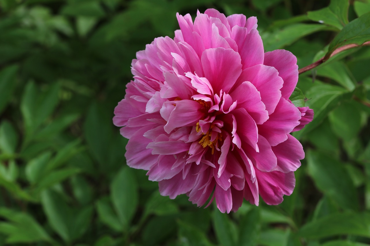 rose  plants  flowers free photo