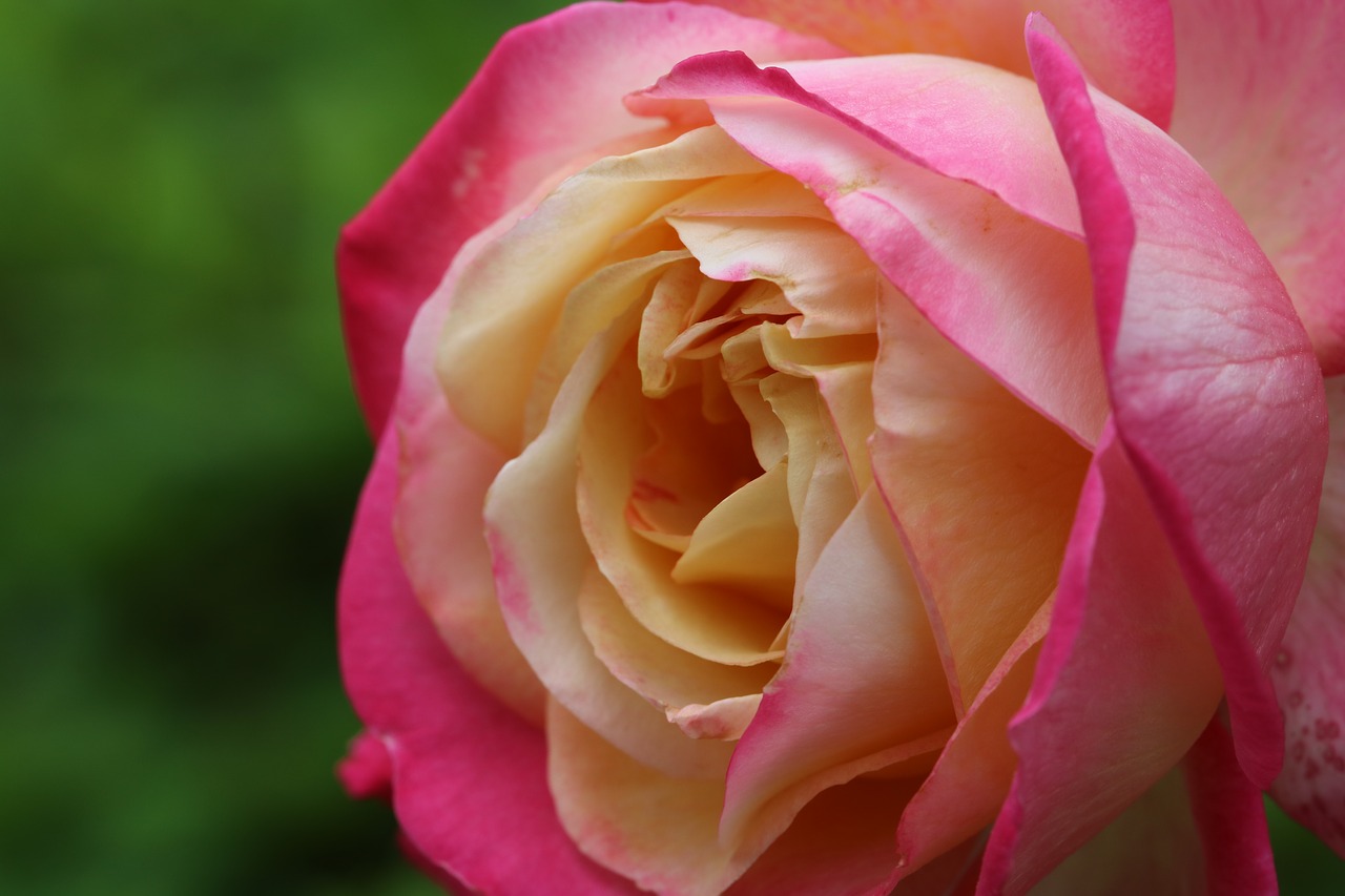 rose  plants  flowers free photo