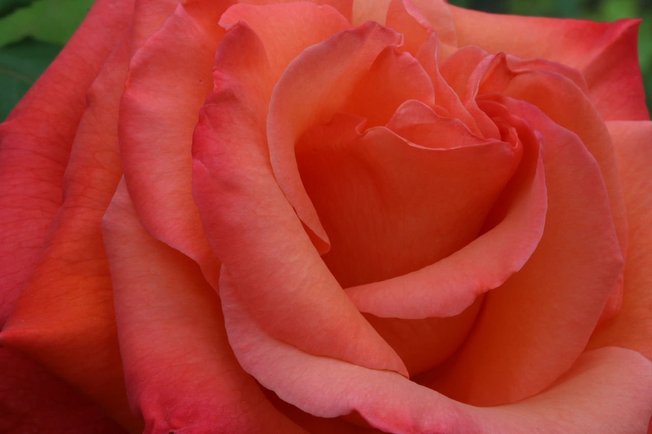 rose  plants  flowers free photo