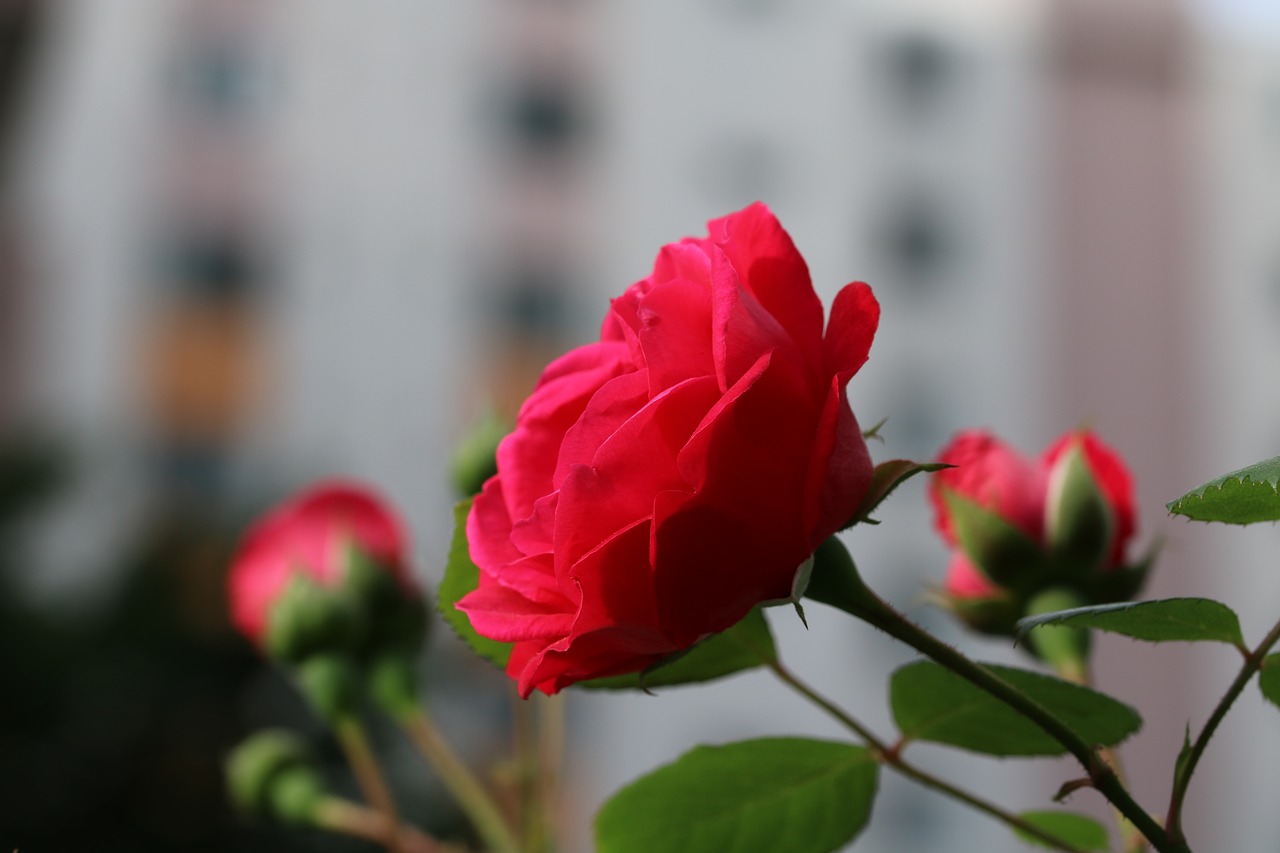 rose  plants  flowers free photo