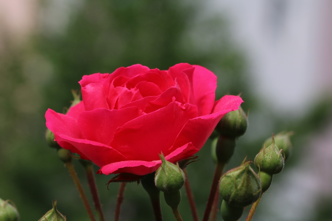 rose  plants  flowers free photo