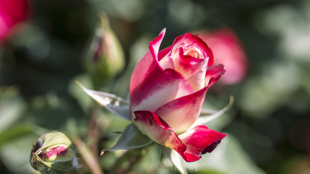 rose  red  white free photo