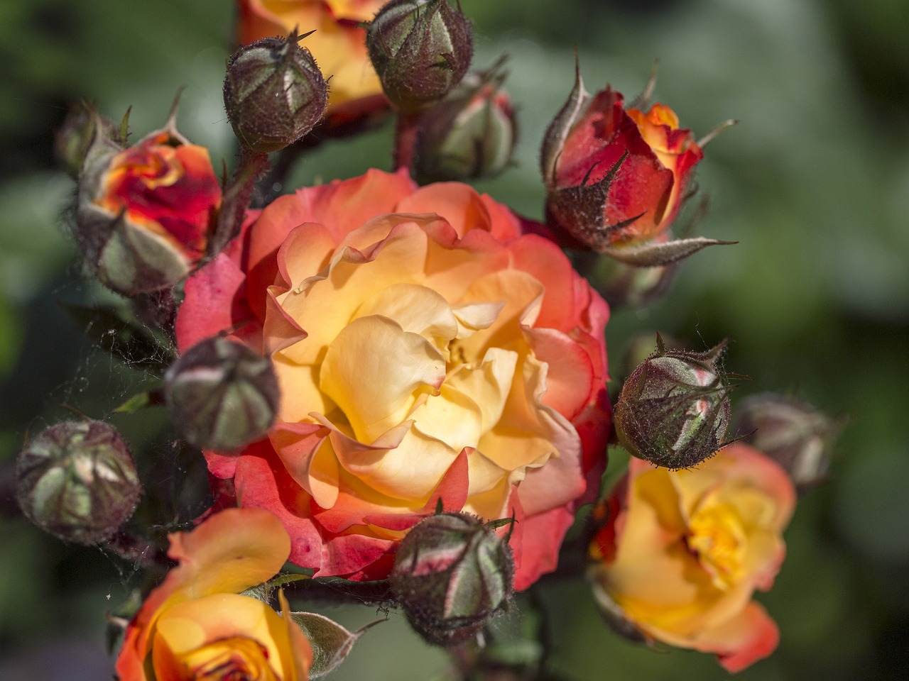 rose  red  yellow free photo