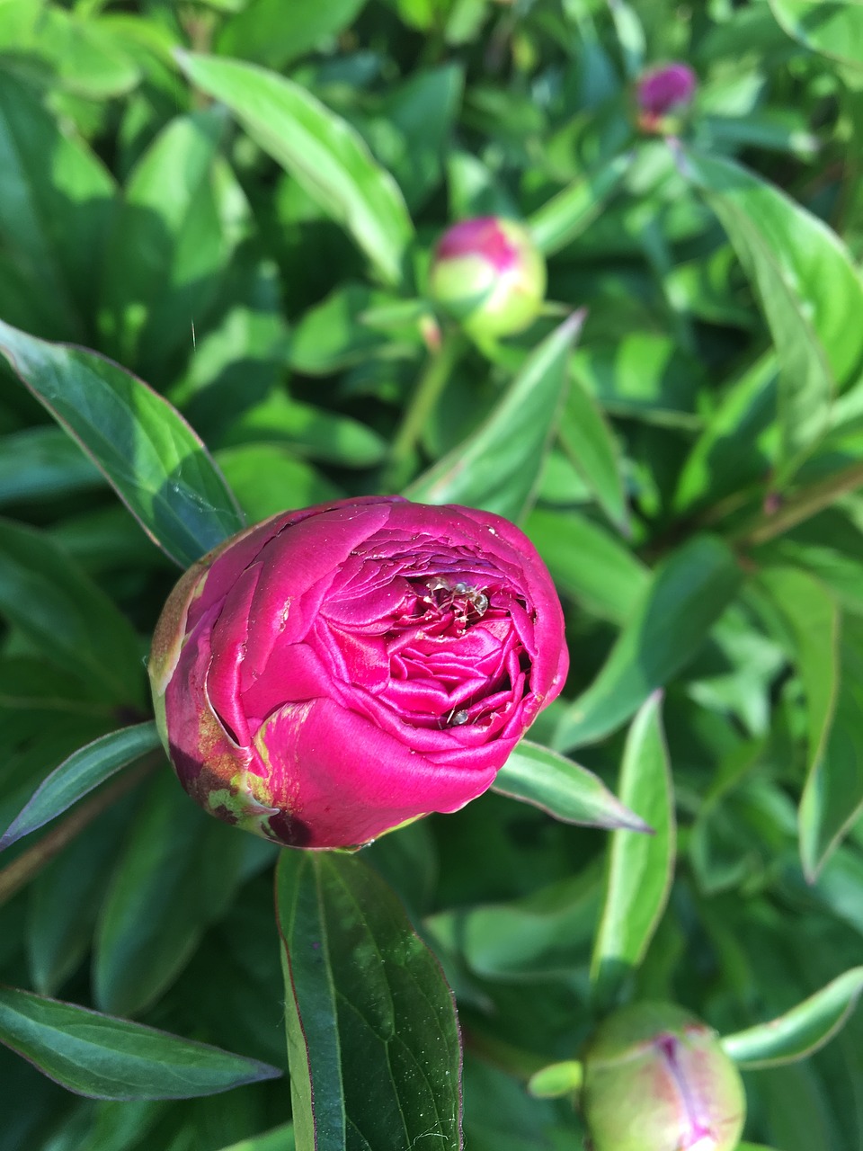 rose  pink  bloom free photo