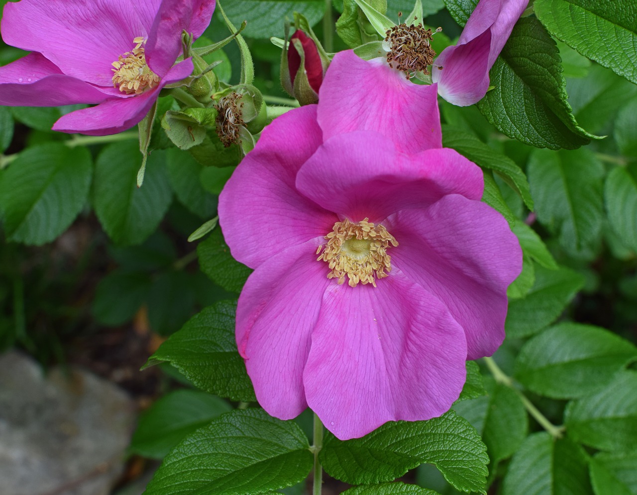 rose  rugosa rose with buds  bud free photo