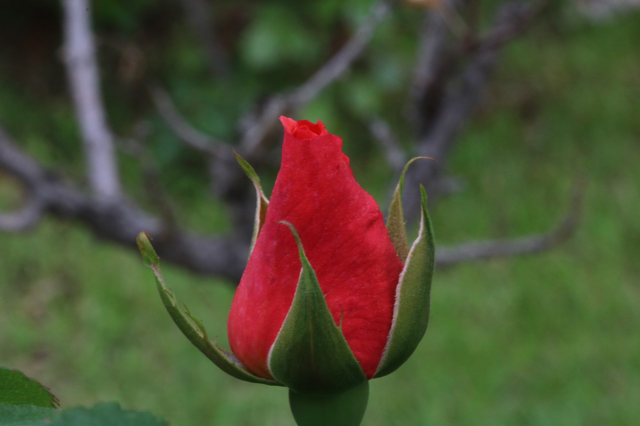 rose  red  red rose free photo