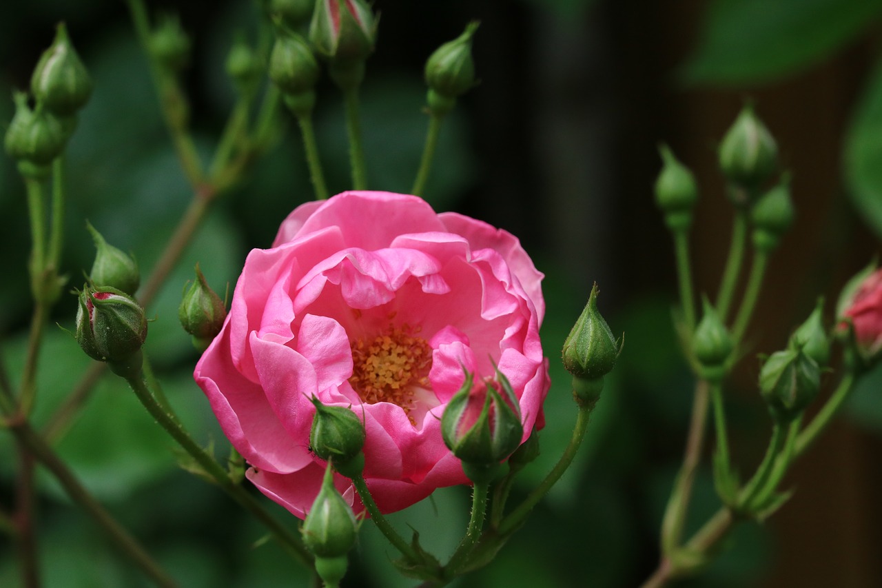 rose  red  red rose free photo