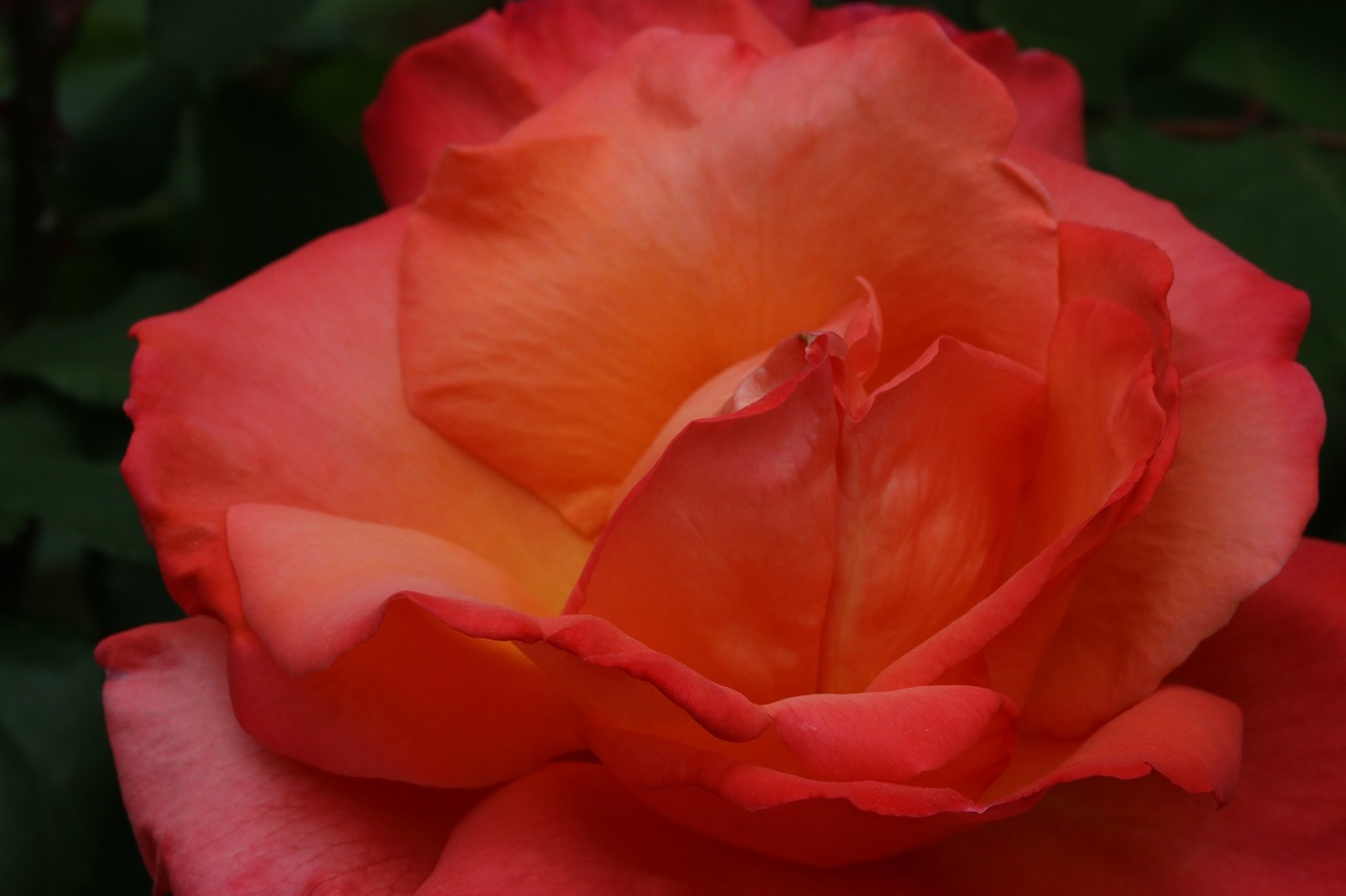 rose  red  red rose free photo