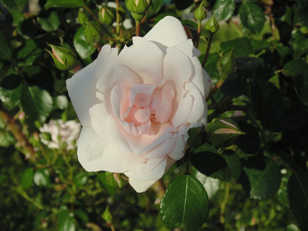 rose  white  white rose free photo