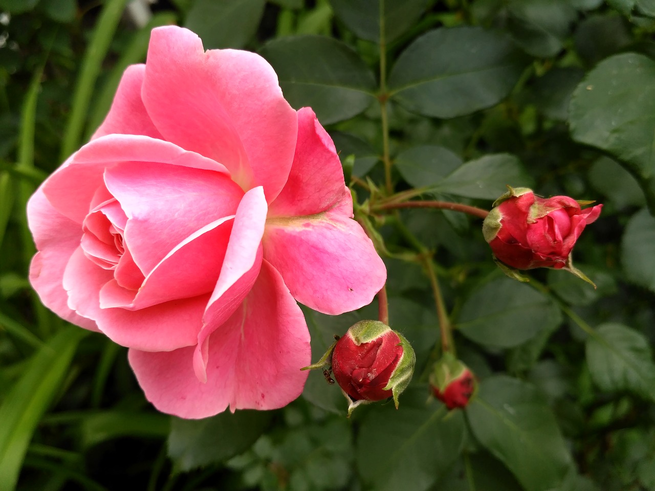 rose  pink  rosebud free photo