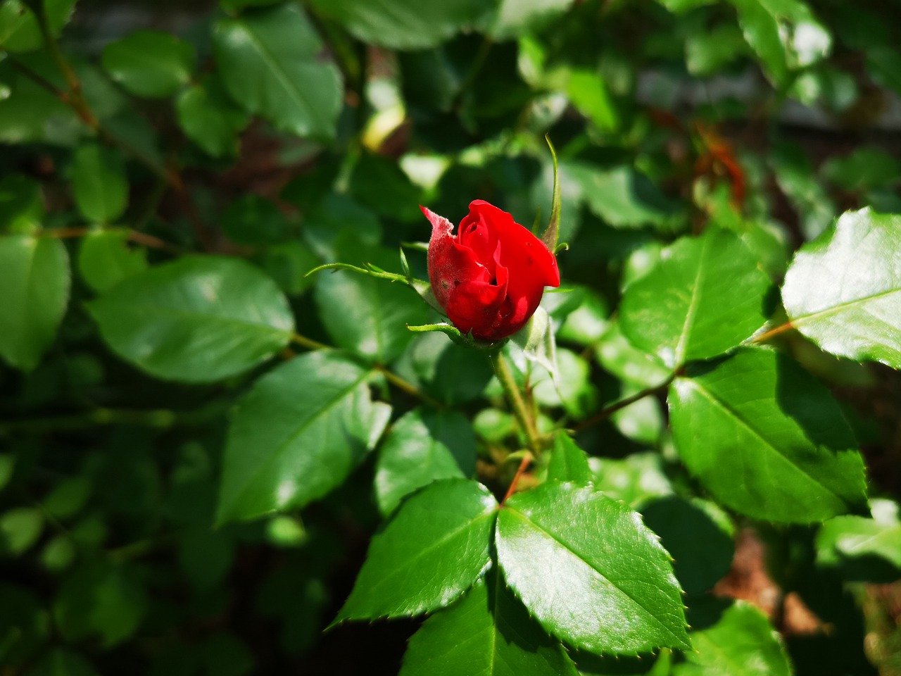 rose  love  spring free photo