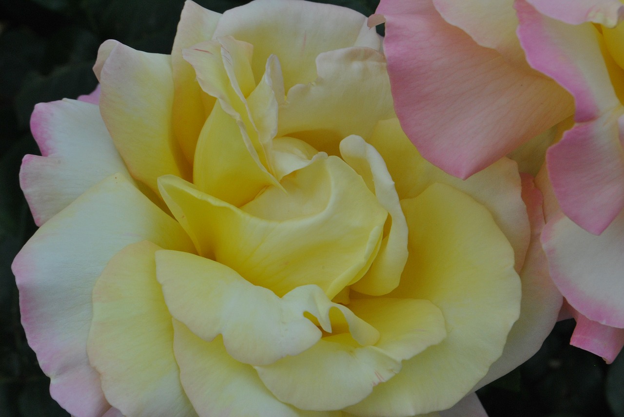 rose  yellow free pictures free photo