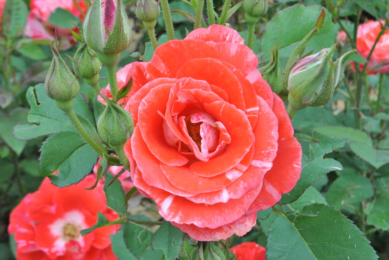 rose  orange  rose garden free photo