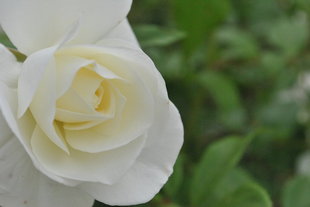 rose  white roses  flower garden free photo