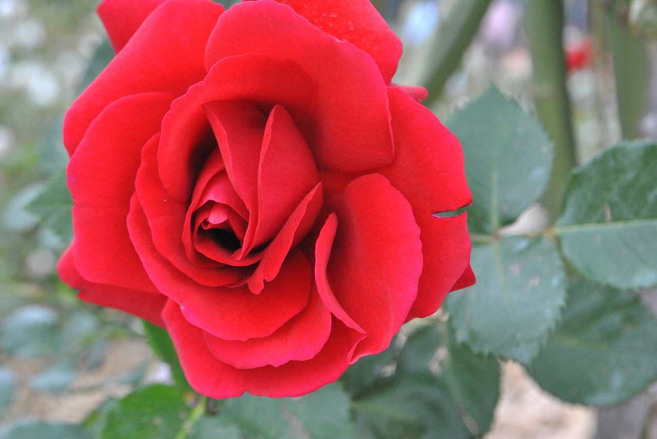 rose  red rose  flower garden free photo