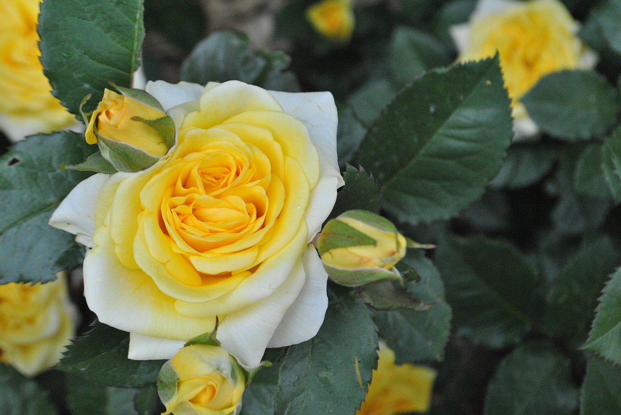 rose  yellow roses  flower garden free photo