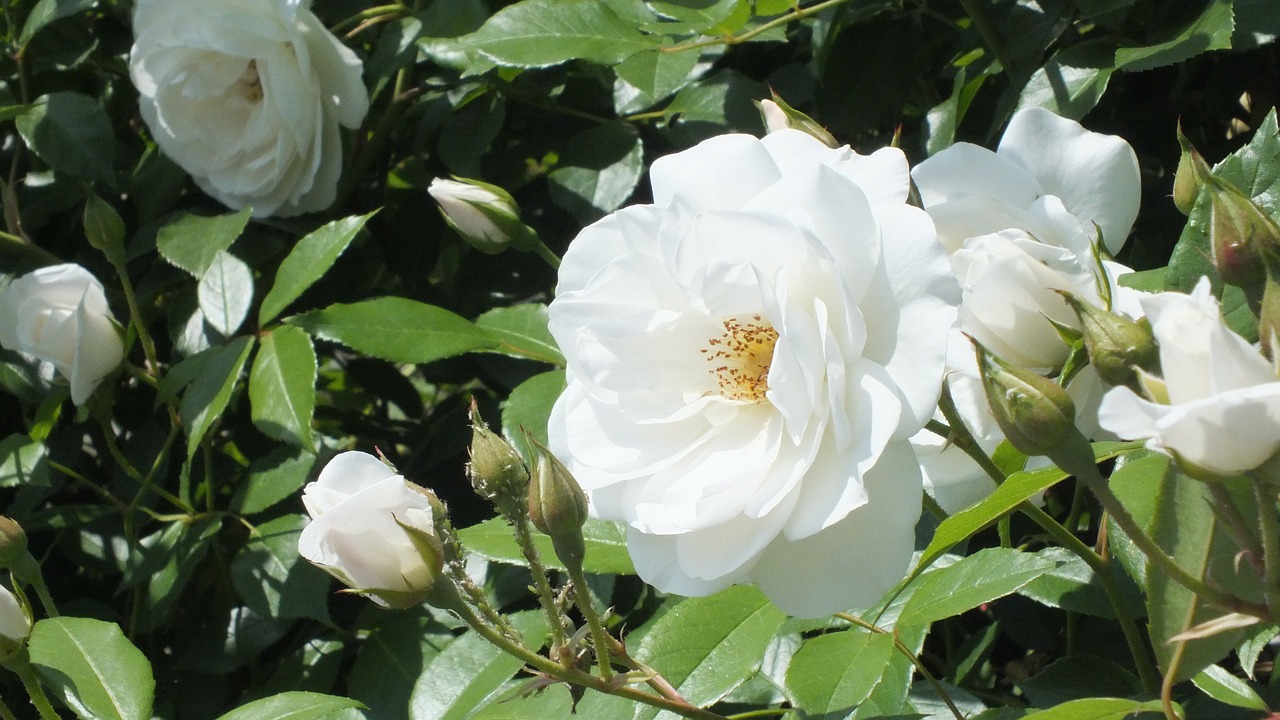 rose white flowers free photo